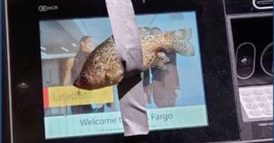 Utah Teen Facing Charges After Allegedly Taping Fish To ATMs