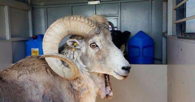 U.S.District - 81-Year-Old Man Sentenced To Prison For Cloning Giant Sheep And Breeding It - huffpost.com - state Minnesota - state Texas - state Montana - county Falls - county King