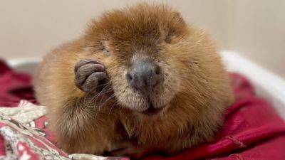 Nibi the ‘diva’ beaver to stay at rescue center, Massachusetts governor decides