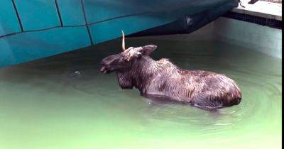 Moose Gets Rescued From New Hampshire Swimming Pool - huffpost.com - state New Hampshire