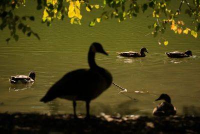 Donald Trump - Katie Hawkinson - Someone really has been killing geese in Springfield, Ohio – but it wasn’t Haitian immigrants - independent.co.uk - state Texas - state Arizona - state Ohio - county Clark - Haiti - city Springfield, state Ohio