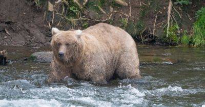 Grazer Beats The Behemoth That Killed Her Cub To Win Alaska's Fat Bear Contest