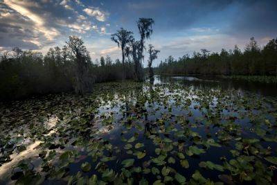 Proposed mine outside Georgia's Okefenokee Swamp nears approval despite environment damage concerns