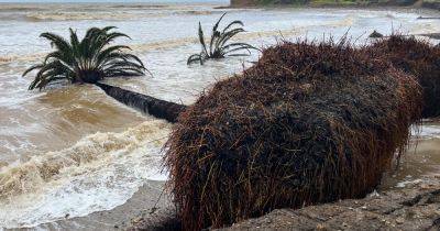 Historic California palm trees come crashing down into ocean amid powerful winter storms - nbcnews.com - state California - Los Angeles - city New Orleans - city Seattle - county Miami - county Santa Barbara - parish Orleans