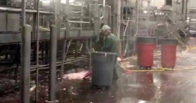 Tennessee firm illegally employed minors to clean meat saws, head splitters at slaughterhouses, Labor Dept. says - nbcnews.com - state Iowa - state Virginia - state Ohio - state Mississippi - state Tennessee - Guatemala