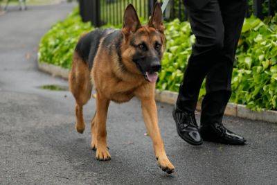 Joe Biden - Shweta Sharma - Biden’s dog Commander bit Secret Service agents across 24 incidents - independent.co.uk - Usa - state California - Washington - county White