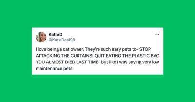 Elyse Wanshel - 26 Of The Funniest Tweets About Cats And Dogs This Week (Feb. 17-23) - huffpost.com - Usa