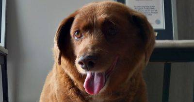 Guinness Strips 'Oldest Dog' Record From Canine Whose Owners Claimed He Was 31