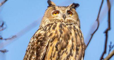 Flaco, Owl Who Escaped Zoo And Soared New York City Skies, Has Died