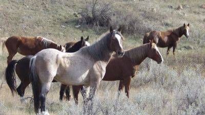 Wild horses facing removal in a North Dakota national park just got another strong ally: Congress