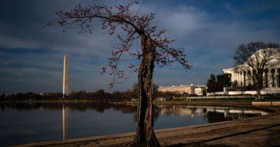Some of Washington’s Iconic Cherry Trees Are About to Disappear