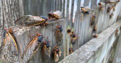 Billions of cicadas emerging amid rare double brood. Will Canadians get to see?