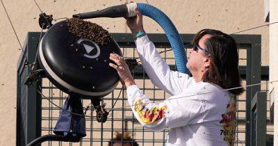 Bee Invasion Causes Lengthy Delay At Indian Wells Tennis - huffpost.com - India