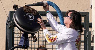 Bill Gates - Bee Invasion Causes Lengthy Delay At Indian Wells Tennis - huffpost.com - India