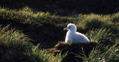 A Warming Island's Mice Are Breeding Out Of Control And Eating Seabirds