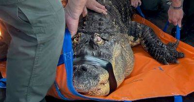 Authorities Seize Ailing Alligator From New York Home - huffpost.com - city New York - New York - county Park - county Lake
