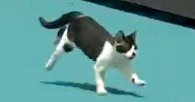 Adventurous Cat Hilariously Interrupts Miami Open Match: ‘That I Have Not Seen Before’