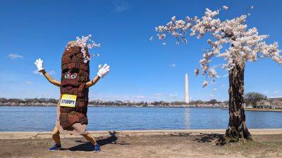 More than 100 iconic cherry trees in Washington are being cut down. So long, Stumpy