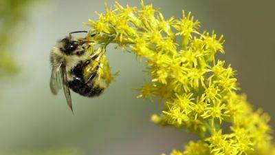 Vermont House passes a bill to restrict a pesticide that is toxic to bees