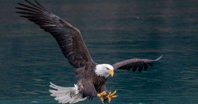 Man Pleads Guilty To Bald Eagle 'Killing Spree'