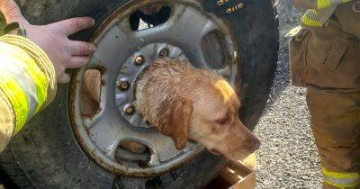 NJ Firefighters Rescue Yellow Labrador Stuck In Spare Tire - huffpost.com - state New Jersey