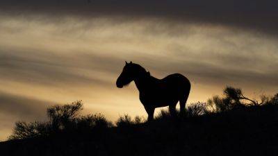U.S.District - US judge in Nevada hands wild horse advocates rare victory in ruling on mustang management plans - apnews.com - Usa - state Nevada - county Reno - state North Dakota
