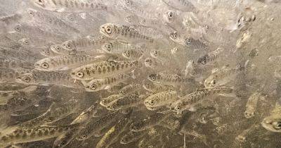Phil Helsel - Large number of 830,000 salmon fry die after released into California river - nbcnews.com - state California - state Oregon