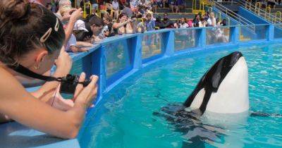Miami Seaquarium Gets Eviction Notice Months After Lolita The Orca's Death
