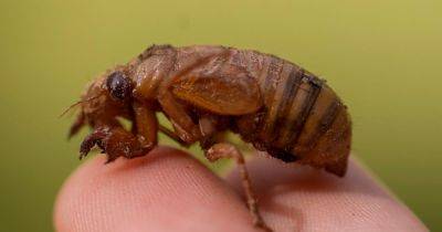 'Cicada-geddon' Is The Biggest Bug Emergence In Centuries