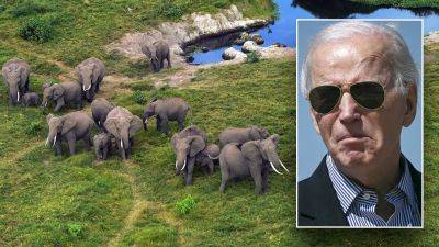 Thomas Catenacci - Fox - Biden administration tightens rules on African elephant imports, stops short of total ban - foxnews.com - Usa