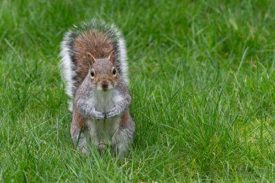 Government Urged To Boost Support For Killing "Menace" Grey Squirrels