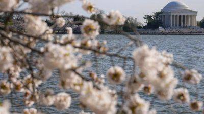 Joe Biden - WILL WEISSERT - Fumio Kishida - Japan is giving Washington 250 new cherry trees to replace those to be lost in construction work - apnews.com - Usa - Washington - city Washington - state Maryland - Japan - county Pacific