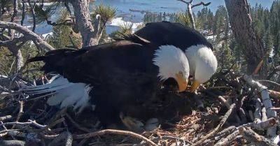 Hilary Hanson - Eagle Seems To Be Trying To Convince Mate 'It's Time To Let Go' Of Nonviable Eggs - huffpost.com - state California - city Sandy