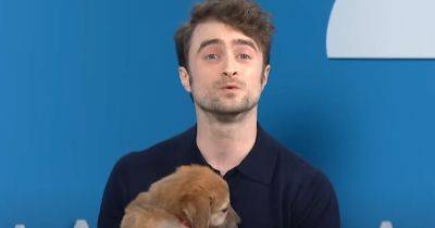Stephen Colbert - Ron Dicker - Watch Daniel Radcliffe Sell You On Rescue Pups With Harry Potter Shtick - huffpost.com - Usa