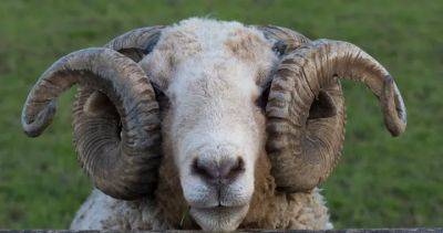 Michelle Butterfield - Aggressive sheep kills New Zealand couple, leaving community shocked - globalnews.ca - New Zealand