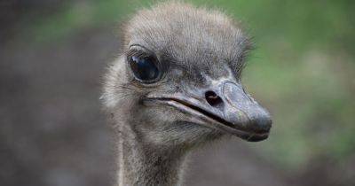 Nick Visser - Karen, 5-Year-Old Ostrich, Dies At Topeka Zoo After Swallowing Keys - huffpost.com