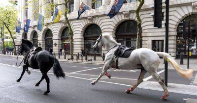 Runaway Military Horses Bolt Through Central London, 1 Appears To Be Covered In Blood - huffpost.com - Britain - city London