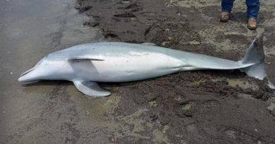 Josephine Harvey - Dolphin Found Shot Dead On Louisiana Beach With 'Multiple Bullets' In Body - huffpost.com - state Louisiana - parish Cameron