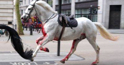 Sky News - Military Horses That Bolted Through London After Spooked Are In Serious Condition - huffpost.com - Britain - city London