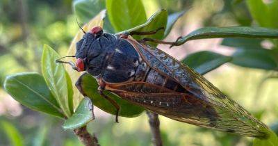Residents In A South Carolina County Keep Calling Police Over Noisy Cicadas