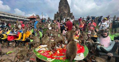 City - Monkey Mayhem Could Soon Be A Thing Of The Past In Central Thai City - huffpost.com - Thailand - city Bangkok