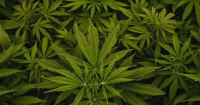 DEA Moving Toward Recategorizing Marijuana As A Lower-Schedule Drug: Reports