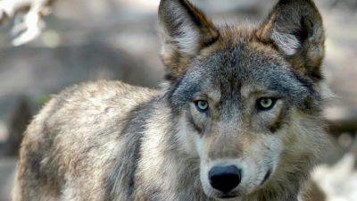 Bill - TODD RICHMOND - US House votes to remove wolves from endangered list in 48 states - apnews.com - Usa - state Montana - state Idaho - state Wyoming