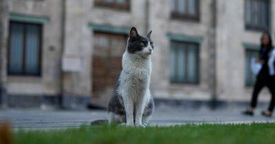 Cats Make Hiss-tory By Finding Home At Mexico's Presidential Palace - huffpost.com - Mexico - city Mexico