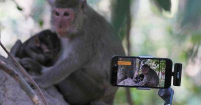 Cambodia Investigates YouTubers Over Abuse Of Monkeys At Angkor UNESCO Site - huffpost.com