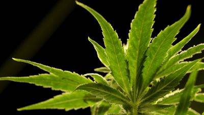 LINDSAY WHITEHURST - ZEKE MILLER - US poised to ease restrictions on marijuana in historic shift, but it’ll remain controlled substance - apnews.com - Usa - Washington