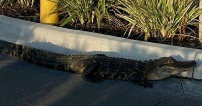Hilary Hanson - Alligator Thrown Out Of Starbucks Drive-Thru - huffpost.com - Usa - state Florida