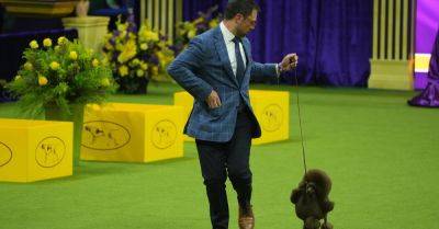 Miniature Poodle Named Sage Wins Westminster Kennel Club Dog Show - huffpost.com - Usa - New York - Afghanistan - Germany - county Kent