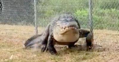 Hilary Hanson - 'Good Boy!': 12.5-Foot Alligator Plucked From School Path And Relocated - huffpost.com - Usa - state Florida - city Saint Petersburg