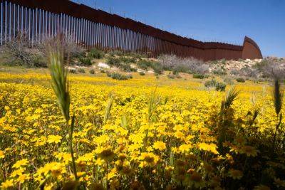 Donald Trump - Botanists are scouring the US-Mexico border to document a forgotten ecosystem split by a giant wall - independent.co.uk - Usa - Mexico - state Arizona - Colombia